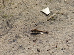 FZ020415 Common darter (Sympetrum striolatum).jpg